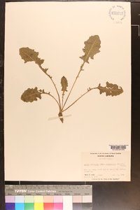 Crepis vesicaria image