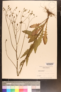 Crepis pulchra image