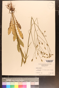 Crepis pulchra image