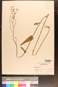 Crepis pulchra image