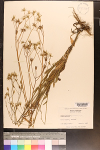 Crepis pulchra image