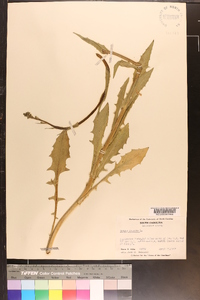 Crepis pulchra image