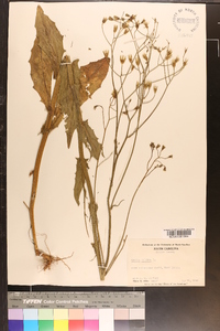 Crepis pulchra image