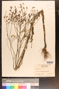 Crepis pulchra image