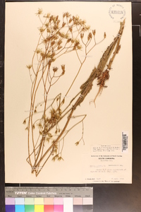 Crepis pulchra image