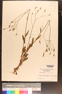 Crepis pulchra image