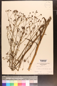 Crepis pulchra image