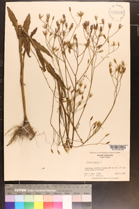 Crepis pulchra image