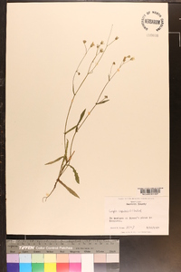 Crepis capillaris image