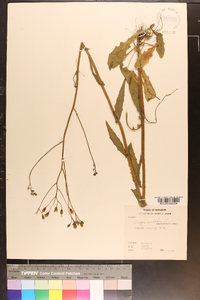 Crepis pulchra image