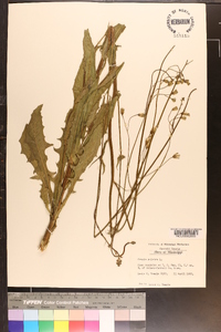 Crepis pulchra image