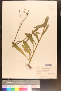 Crepis pulchra image