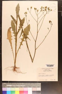 Crepis pulchra image