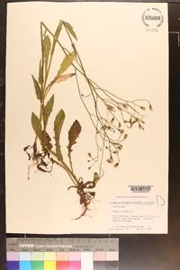 Crepis pulchra image
