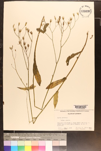 Crepis pulchra image