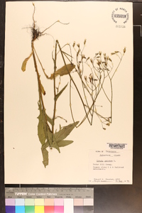 Crepis pulchra image