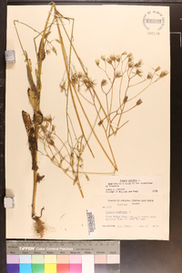 Crepis pulchra image