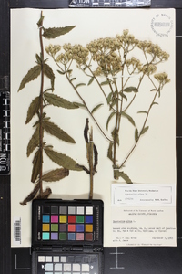 Eupatorium album image