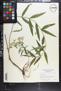 Eupatorium album image