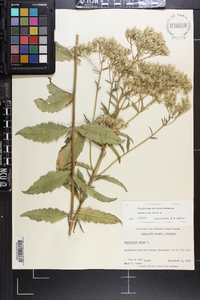 Eupatorium album image