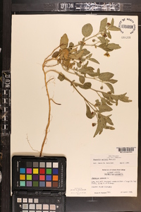 Physalis walteri image