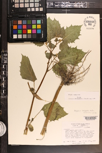 Physalis cordata image