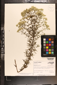 Eupatorium hyssopifolium image