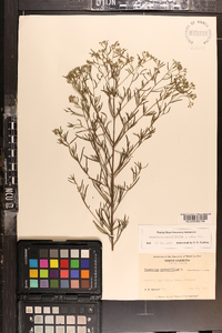 Eupatorium hyssopifolium image