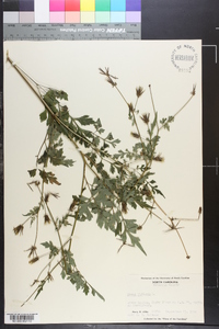 Bidens bipinnata image