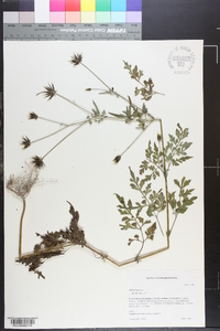 Bidens bipinnata image