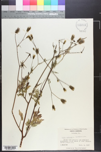 Bidens bipinnata image