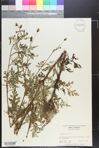 Bidens bipinnata image