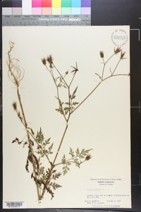 Bidens bipinnata image