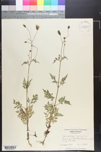 Bidens bipinnata image