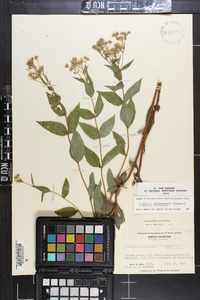 Eupatorium godfreyanum image