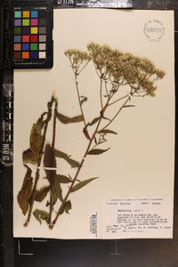 Eupatorium album image