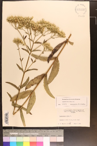 Eupatorium album image