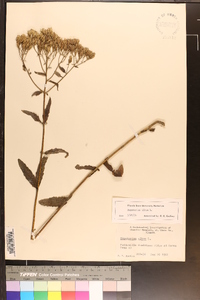 Eupatorium album image