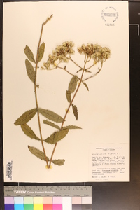 Eupatorium album image