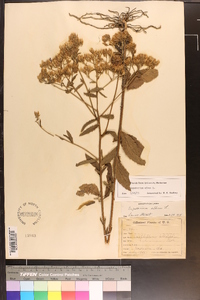 Eupatorium album image