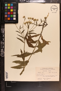 Eupatorium album image