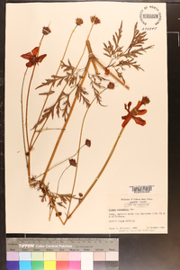 Cosmos bipinnatus image