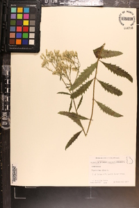 Eupatorium album image