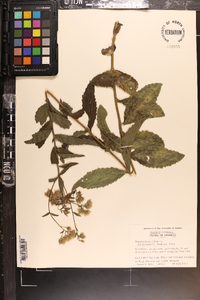 Eupatorium album image