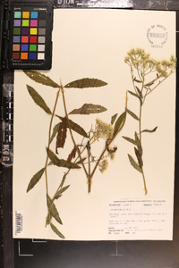 Eupatorium album image