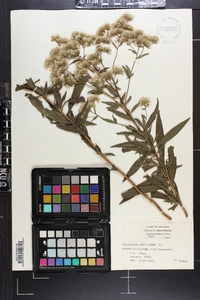 Eupatorium altissimum image