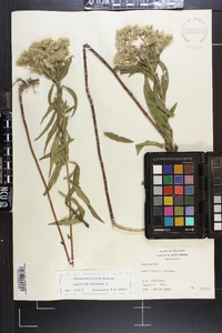 Eupatorium altissimum image