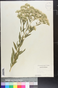 Eupatorium altissimum image