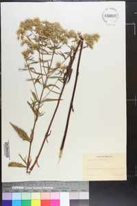 Eupatorium altissimum image