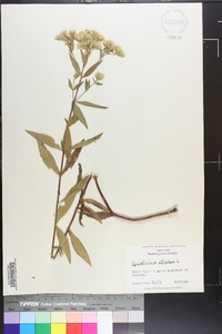 Eupatorium altissimum image